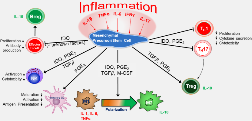 Mesoblast infographic MSC mechanism of action against GvHD